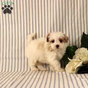 Alyssa, Maltipoo Puppy